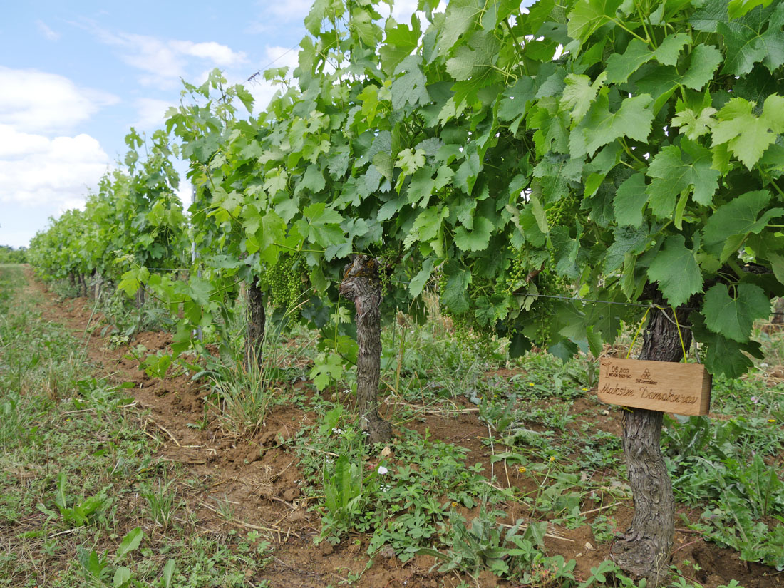 Виноградник на урожай